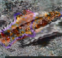 Curtin Artificial Reef Dive Site - Stayed