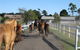 Darkes Forest Riding Ranch - thumb 0