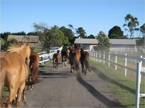 Darkes Forest Riding Ranch - Stayed 0