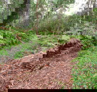 Forest Walking Track Gibraltar Range National Park - Stayed
