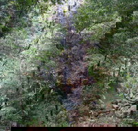 Kondalilla Falls Circuit Kondalilla National Park - Stayed