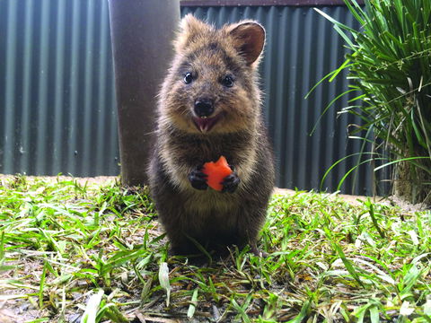 Kuranda Koala Gardens - Stayed 1