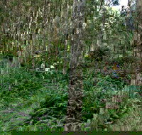 Nature Walking Track - Stayed