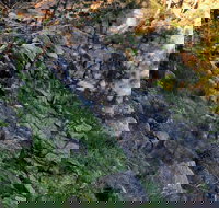 Pine Gully Nature Trail - Stayed