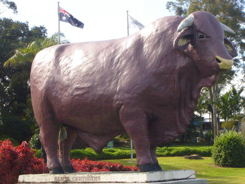 Rockhampton Bull Statues - Stayed 1