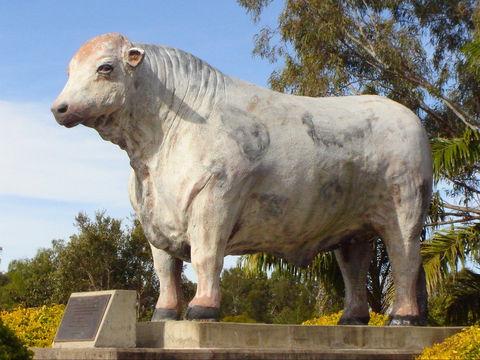 Rockhampton Bull Statues - Stayed 2