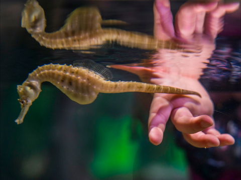 Seahorse World - Stayed 0