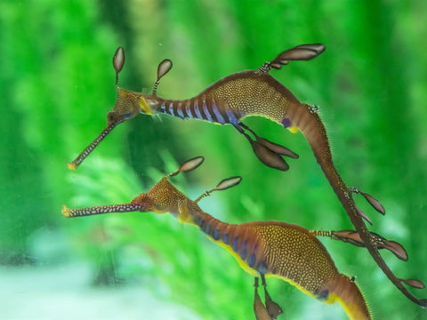 Seahorse World - Stayed 1