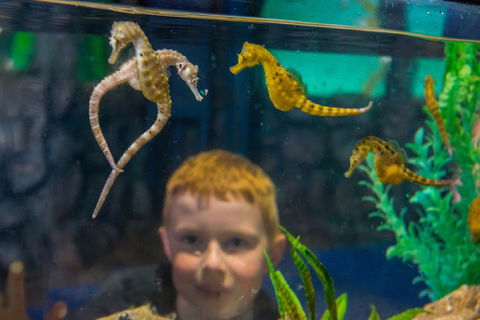 Seahorse World - Stayed 2