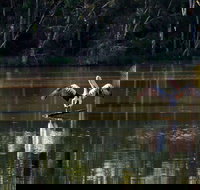 Seaham Swamp Nature Reserve - Stayed