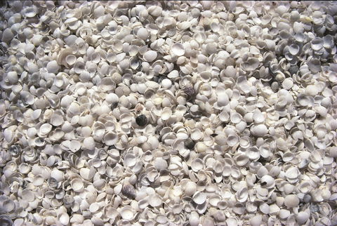 Shell Beach - Stayed 0