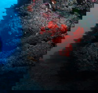 Stepping Stones Dive Site - Stayed