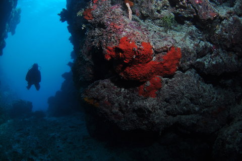 Stepping Stones Dive Site - Stayed 0