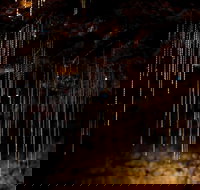 Tamborine Mountain Glow Worm Tours - Stayed