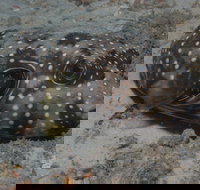 The Wrecks Dive Site at Moreton Island - Stayed