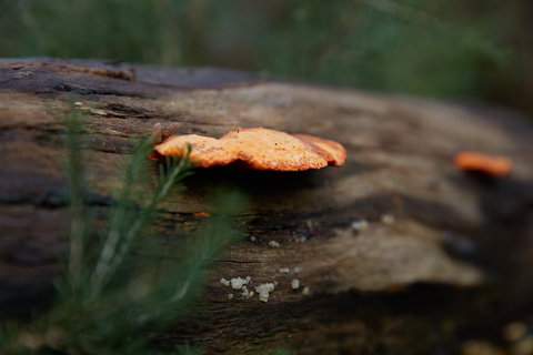 The Briars Park Walking Trails - Stayed 1