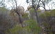 Tolmer Rocks - Mount Boothby Conservation Park - thumb 0