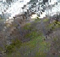 Tolmer Rocks - Mount Boothby Conservation Park - Stayed