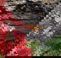 Umpherston Possum Tours - Stayed