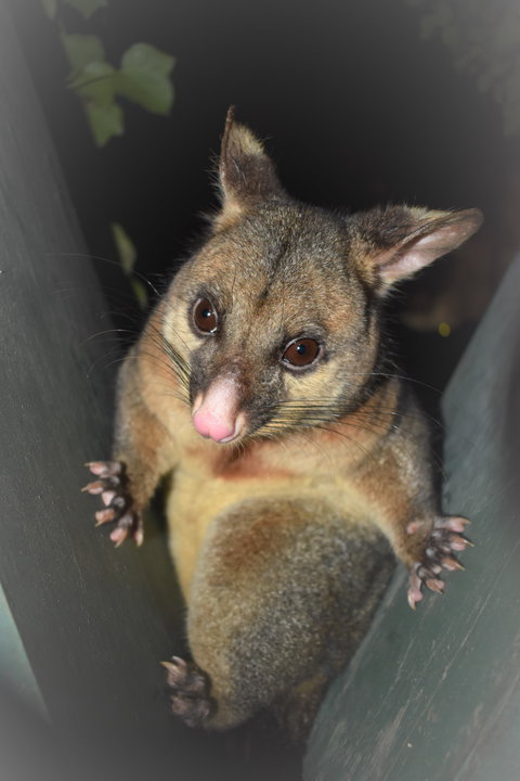 Umpherston Possum Tours - Stayed 1
