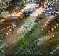 Visit an alpaca farm and get up and personal with these gentle and unique animals - Stayed