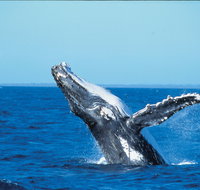 Whale Watching on Keswick Island