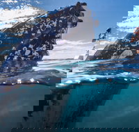 Whale Watching - Stayed