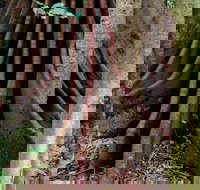 Wingham Brush Nature Reserve - Stayed