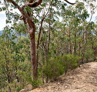 Yango Walking Track - Stayed
