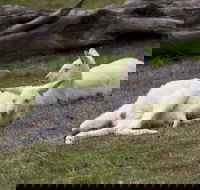 Yarra Valley Nocturnal Zoo - Stayed