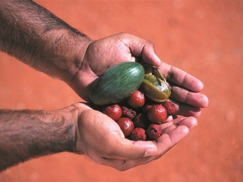 Alice Springs And Surrounds - Stays Accommodation 1