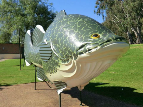 Big Murray Cod - Stayed 0