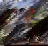 Bonorong Wildlife Sanctuary - Stayed