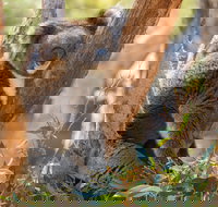 Cleland Wildlife Park - Stayed