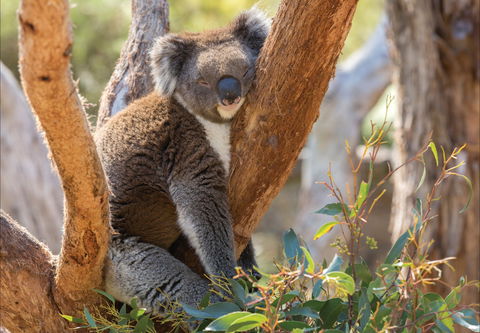 Cleland Wildlife Park - Stayed 0