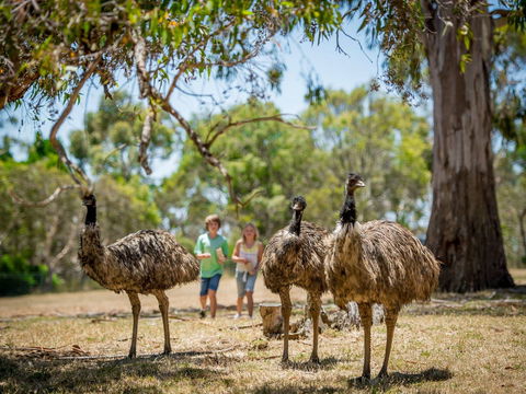 Cleland Wildlife Park - Stayed 2