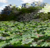 Couzens Lookout - Stayed