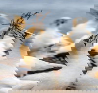 Gannets in Portland - Stayed