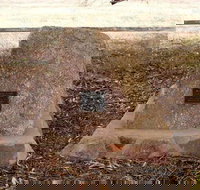 May Gibbs Tree - Stayed