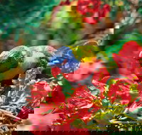 Mount Surprise - Stayed