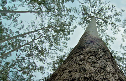 O'Sullivans Gap Picnic Area - Stayed 0