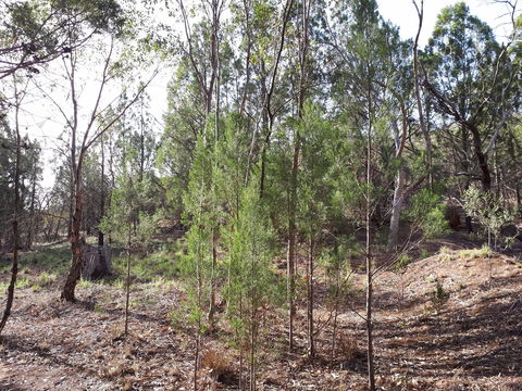 Pioneer Park - Stayed 2