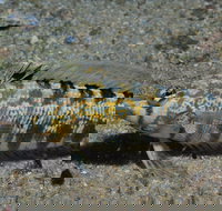 Shelving Beach Dive Site - Stayed