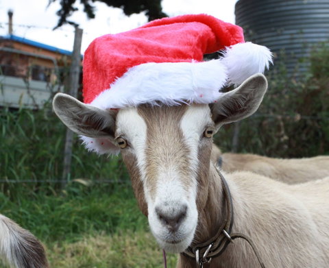 Bream Creek Farmers Market - Stayed 0