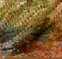 Burrawang Walking Track - Stayed