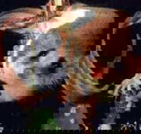 Carrowong Fauna Sanctuary - Stayed