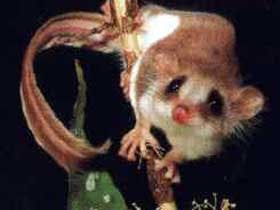 Carrowong Fauna Sanctuary - Stayed 0