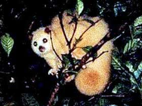 Carrowong Fauna Sanctuary - Stayed 1