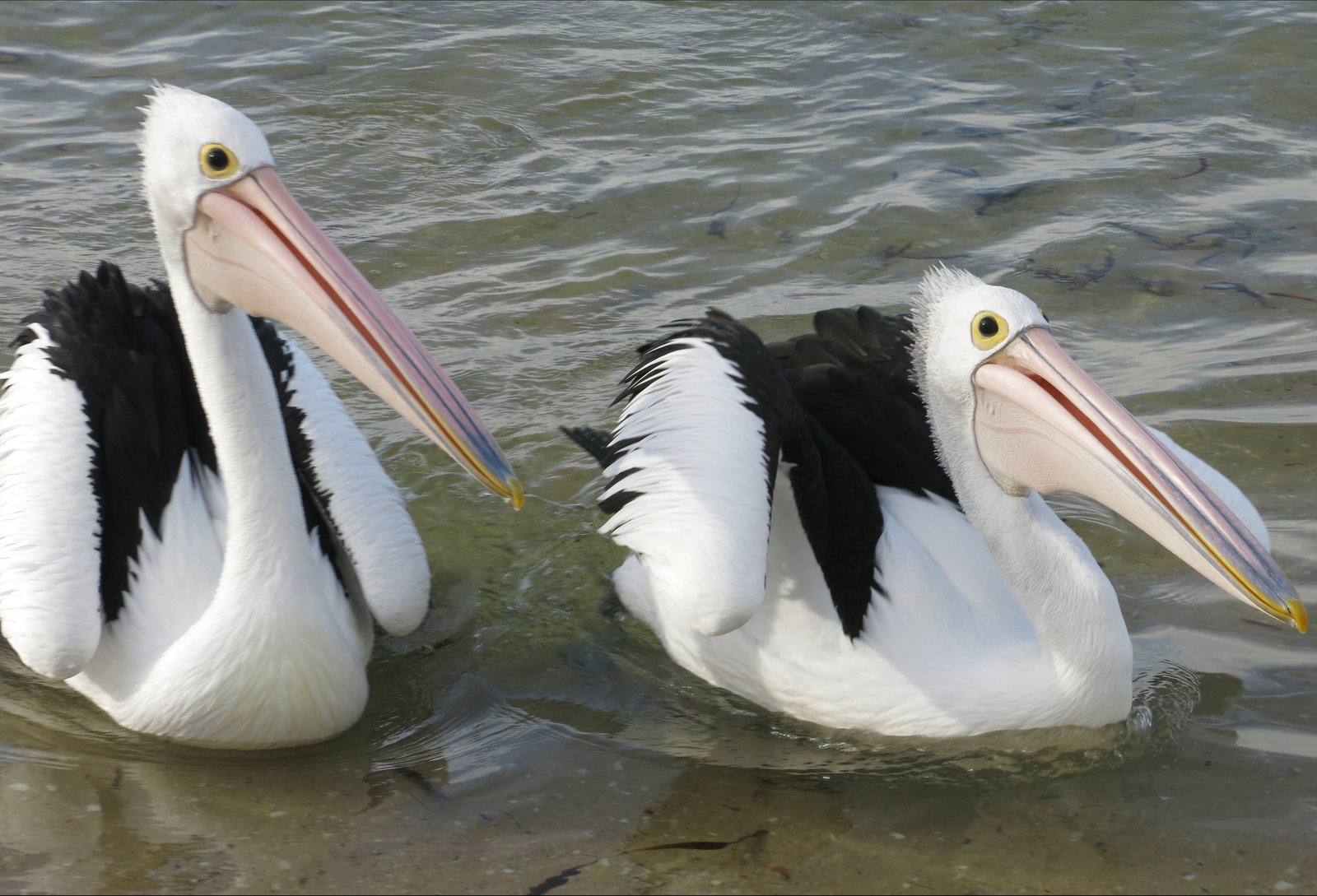 Chinaman Wells SA Stayed