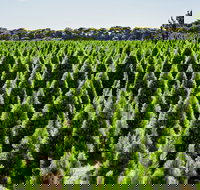 Christmas Tree Farm - Stays Accommodation